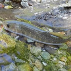 フライ名人とイワナ釣り